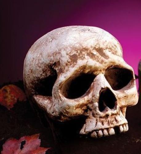 Коричневый декоративный череп 20 см - купить 