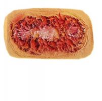 Овальный ожог