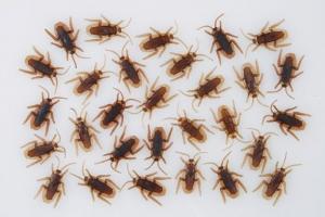 Мешок с тараканами